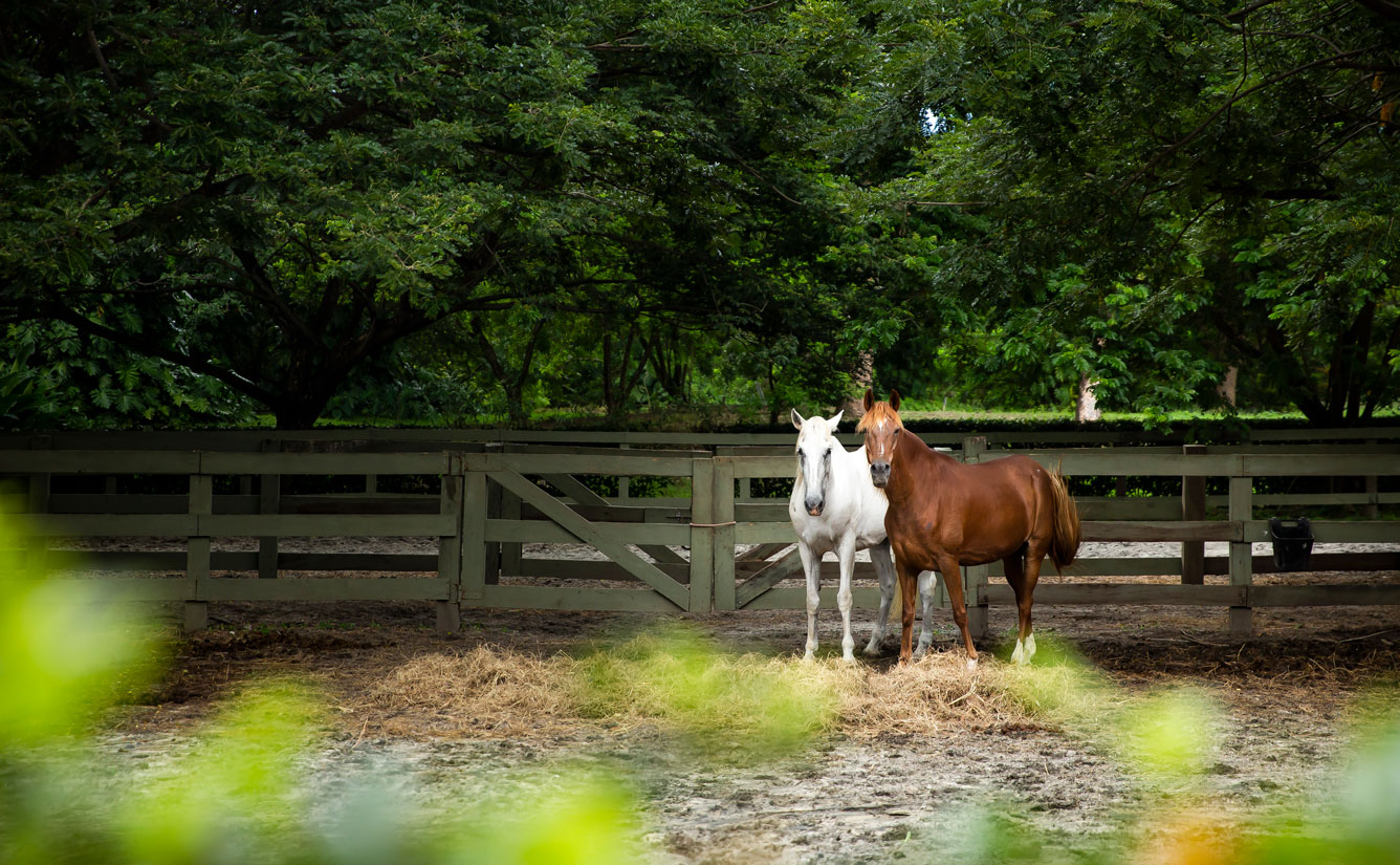 Las Cuadras Equestrian Club | Buenaventura Golf & Beach Resort Panama