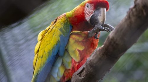 guacamaya-zoo-panama